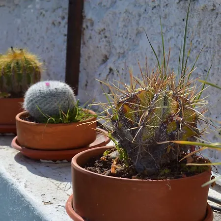 El Patio Del Naranjo *
