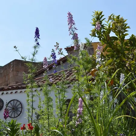 El Patio Del Naranjo *